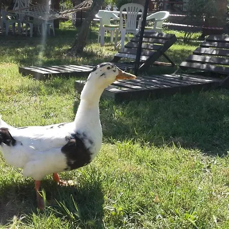 公寓式酒店 阿尔法公寓酒店 博德鲁姆