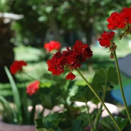 Hotel apartamentowy Alfa