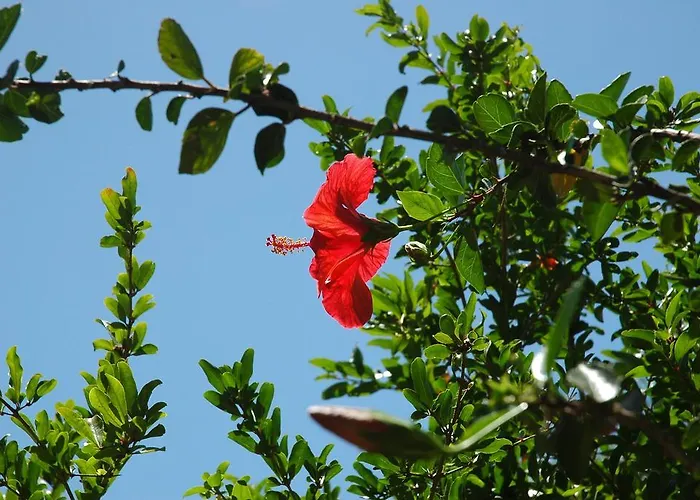 Aparthotel Alfa Bodrum