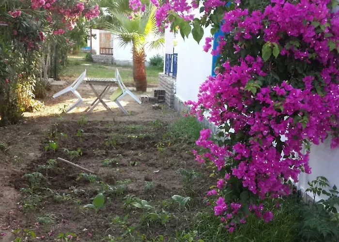 Alfa Bodrum