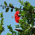 מלון דירות Alfa בודרום